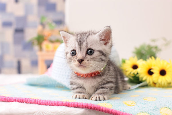 幼猫猫癣怎么治疗最有效,幼猫猫癣可以打猫癣针吗