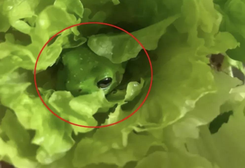 澳女买Coles沙拉吃出青蛙，和菜叶颜色一模一样！发已经吃了半袋