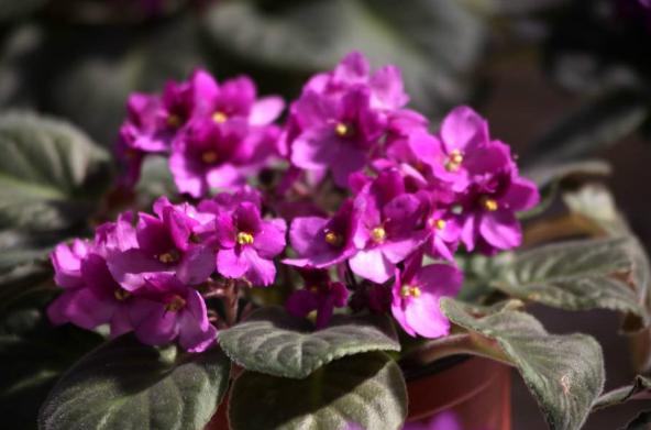 阳台如何养非洲堇,非洲堇怎么养开花多