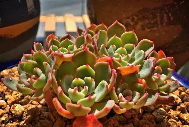 网购多肉不好养怎么办视频,网购的多肉小苗需要多久服盆