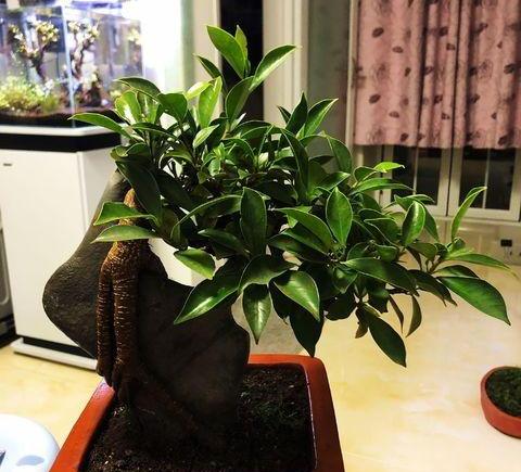 养榕树注意事项和细节描写,养榕树怎么样施肥