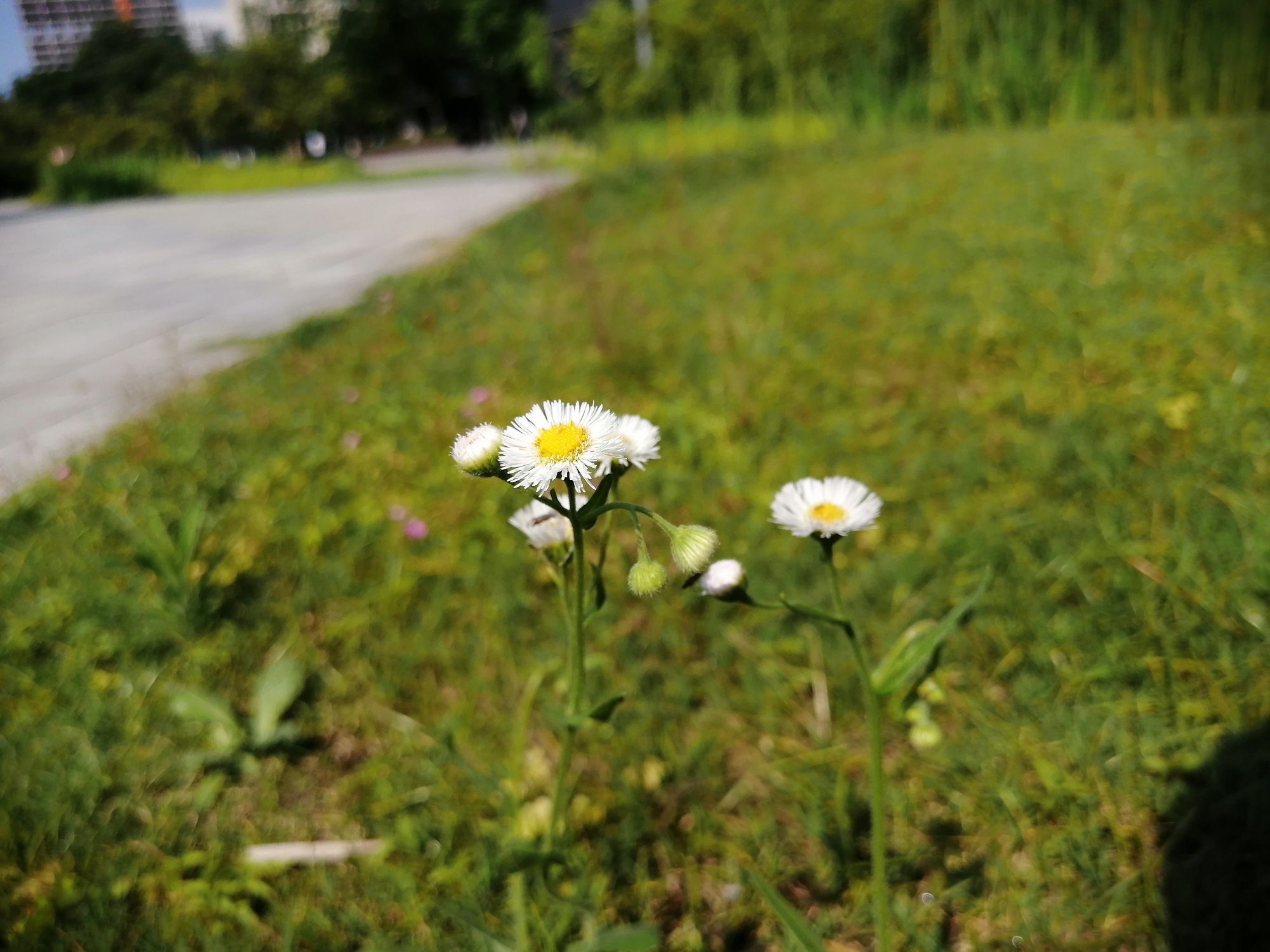 华为麦芒8测评视频,无畏前行3