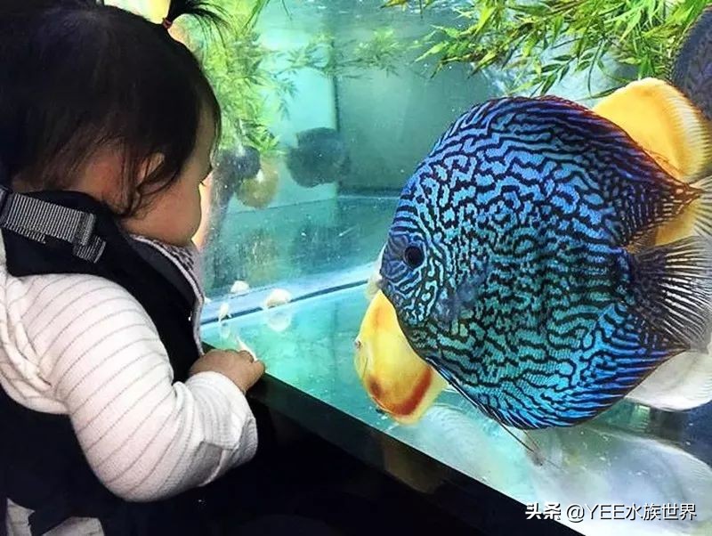 建议穷人养的10种中型热带鱼,超难养的宠物