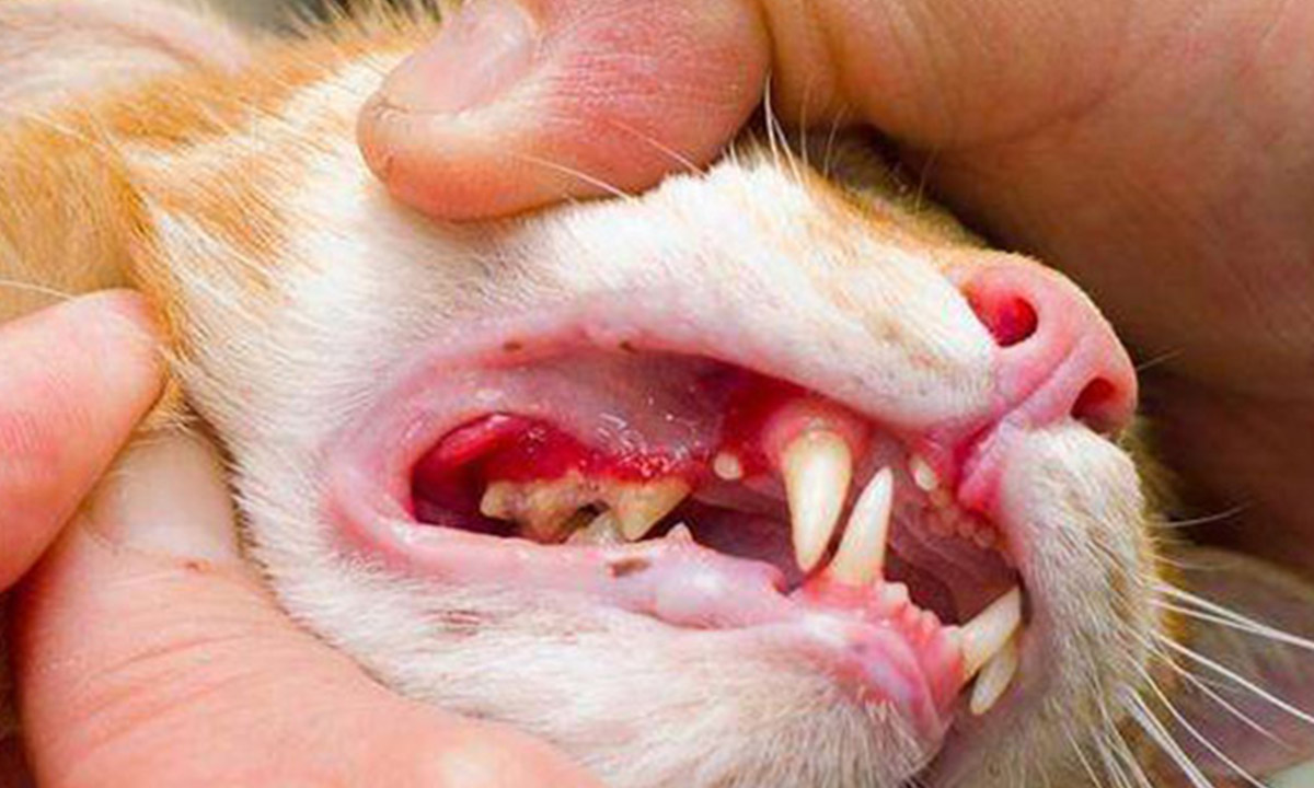 什么情况会导致猫咪脱水,猫咪严重脱水是什么症状