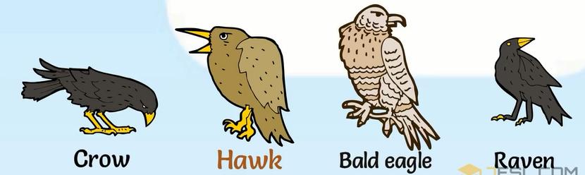 关于动物的英语单词100个带图片,英语常用词汇整理