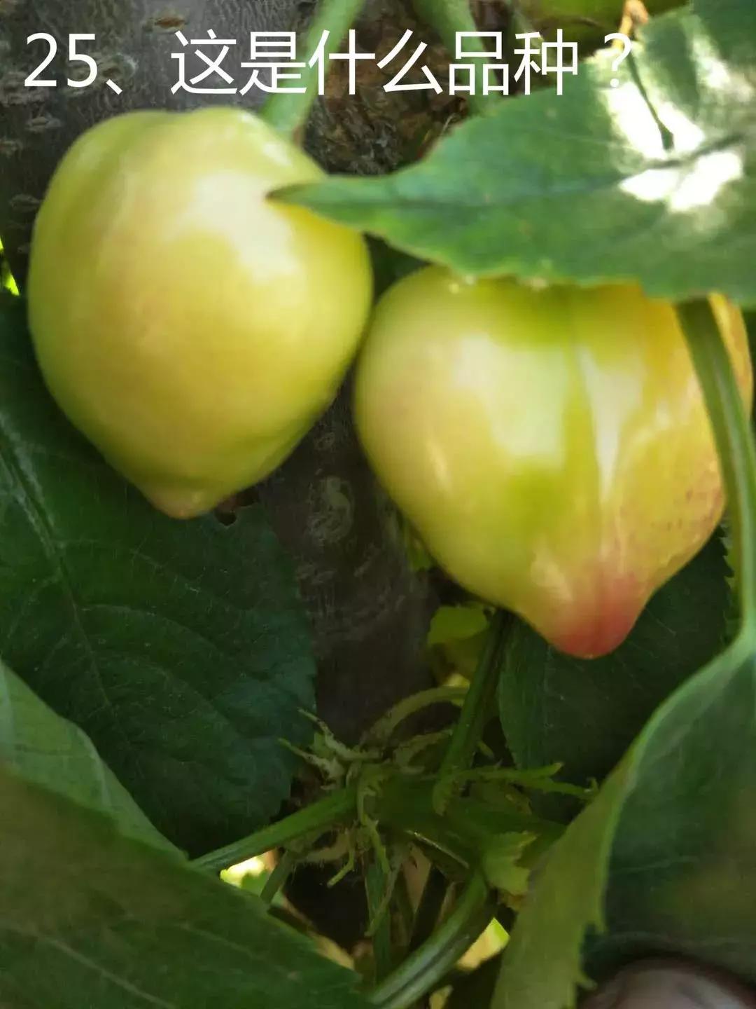 大棚樱桃冲施肥,樱桃喂微量元素冬天抗冻