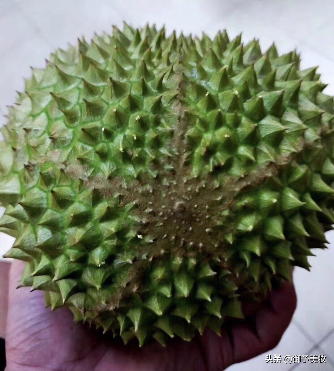 吃过马来西亚的榴莲,吃到马来西亚的黑刺猫山王