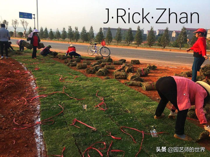 适合北方庭院种植的低矮草坪,家庭庭院怎样混搭种植草坪和蔬菜