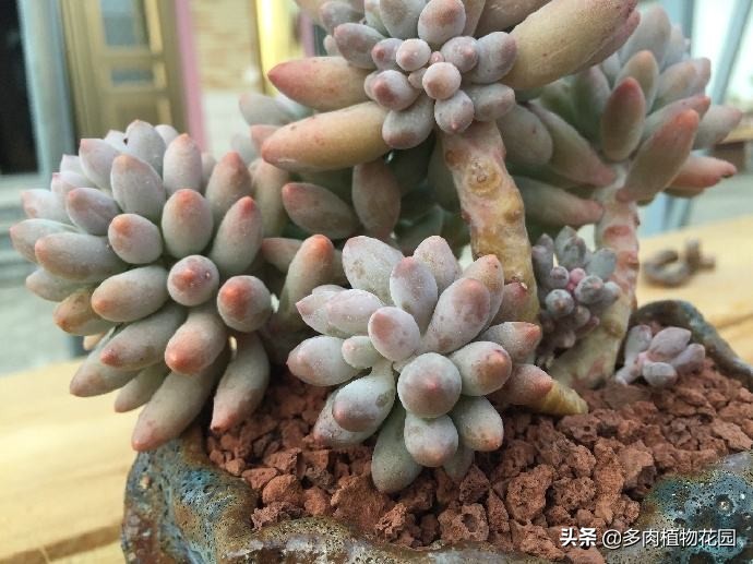 婴儿手指怎么养才能爆盆,婴儿手指怎么养的又胖又圆