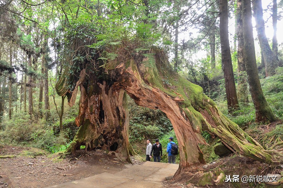 日本侵略台湾时，几乎把桧木一伐而光，这36棵神木为何能留存下来