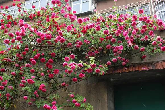 3种极品爬墙花30天爬满庭院,多季开花的爬墙花卉哪些最好养