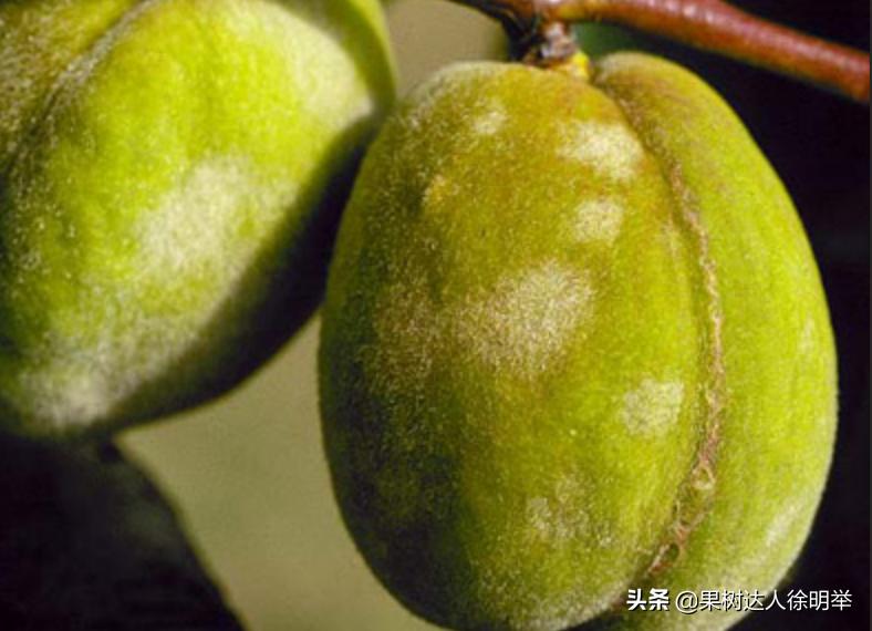 防治果树白粉病的最佳方法,果树防干旱的最佳方法