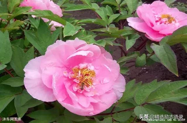 人世间孝顺父母的两种方式,孝顺父母最好的方式就是给钱