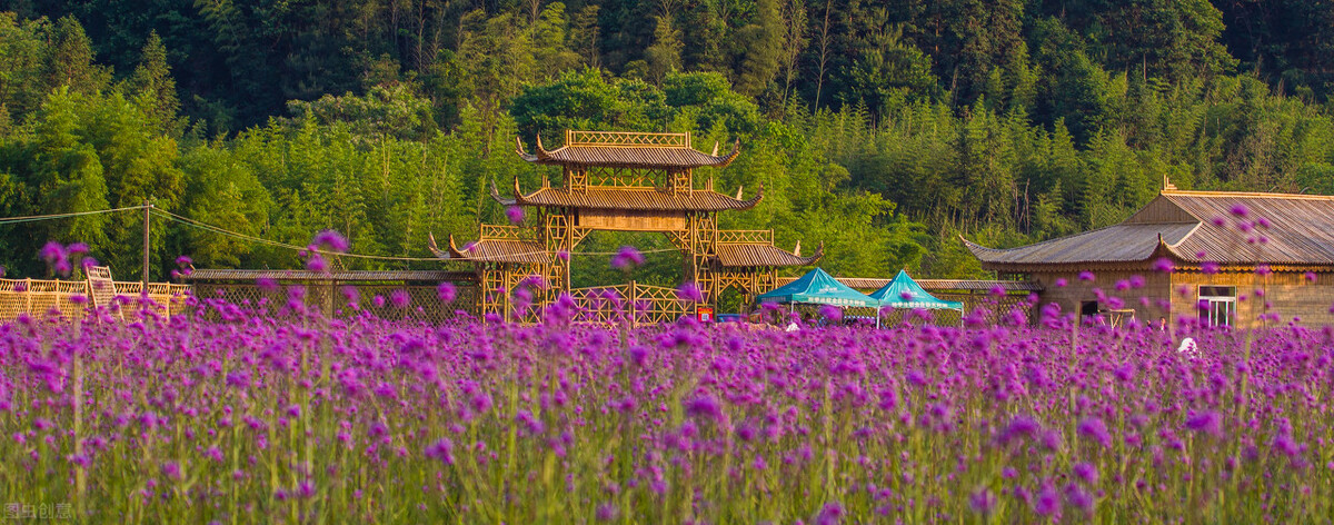 100种常见园林图鉴,列举20类不同的园林花卉