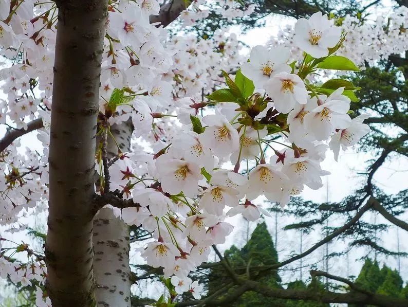 看到花的时候,不知是什么花?那就收下这份百花图谱