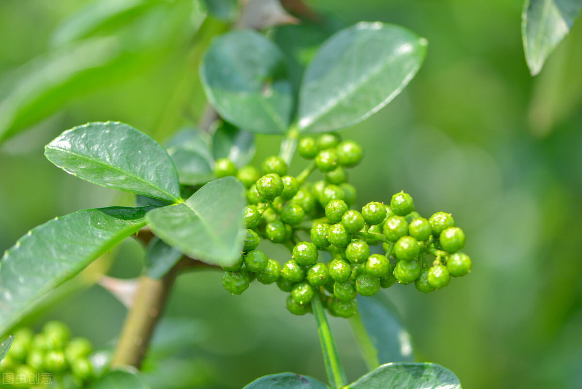 花椒种植的条件和技术,花椒种植靠的是科学技术管理