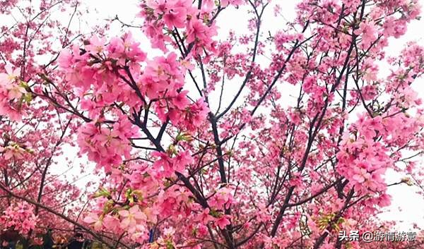 期待邂逅一场皑皑白雪的浪漫,期待一场浪漫樱花的邂逅