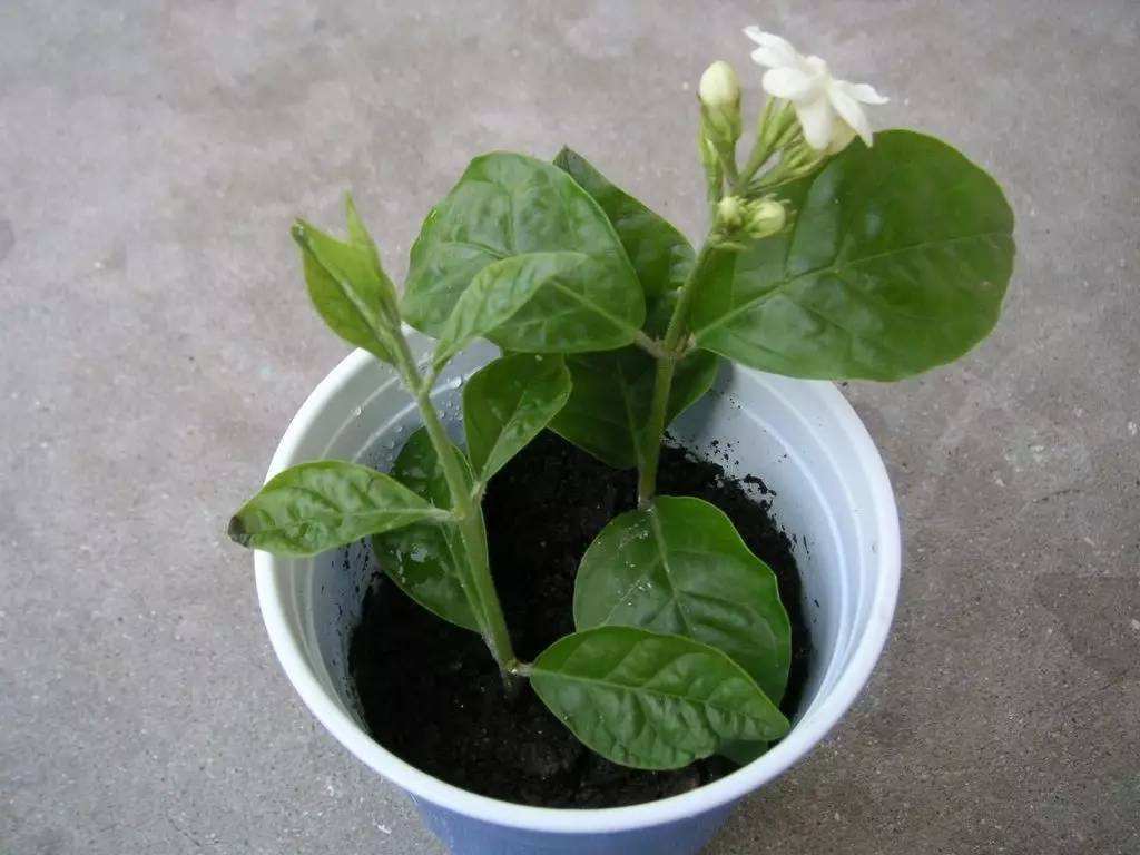 春天养茉莉花，压条“繁殖”效果好，省事又省力，花香飘满屋！