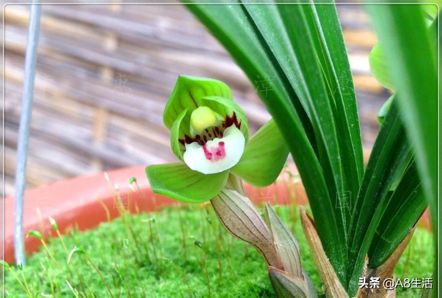 每日一品栏目,每日一品七律