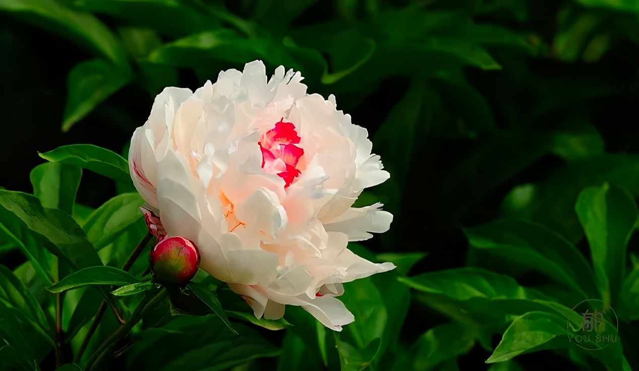 愿历尽山河仍觉人间值得什么意思,愿你历尽山河仍觉人间值得原句