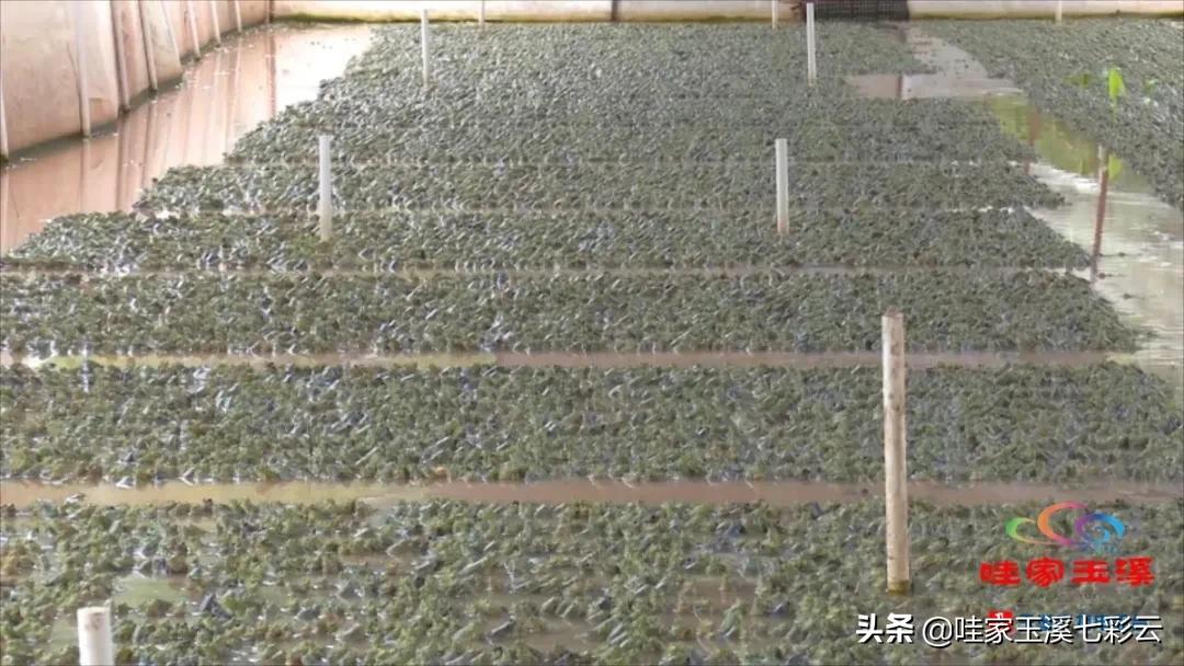 牛蛙养殖生财有道,大龙潭牛蛙养殖前景