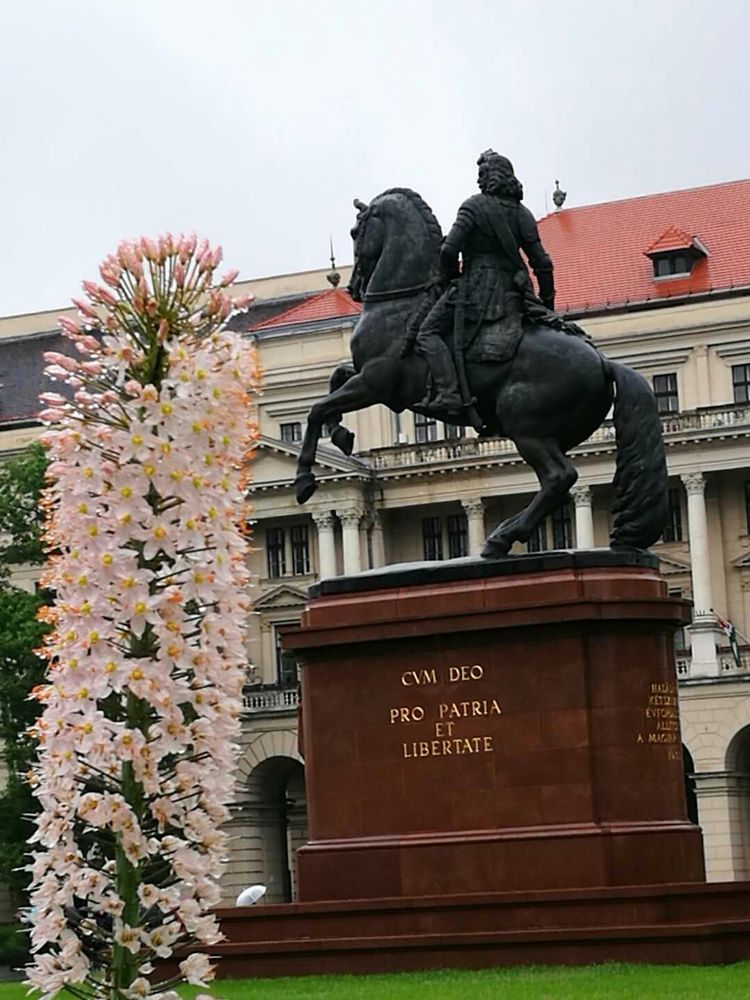 匈牙利的首都,当年陈强曾到此,两个儿子取名“布达”“佩斯”