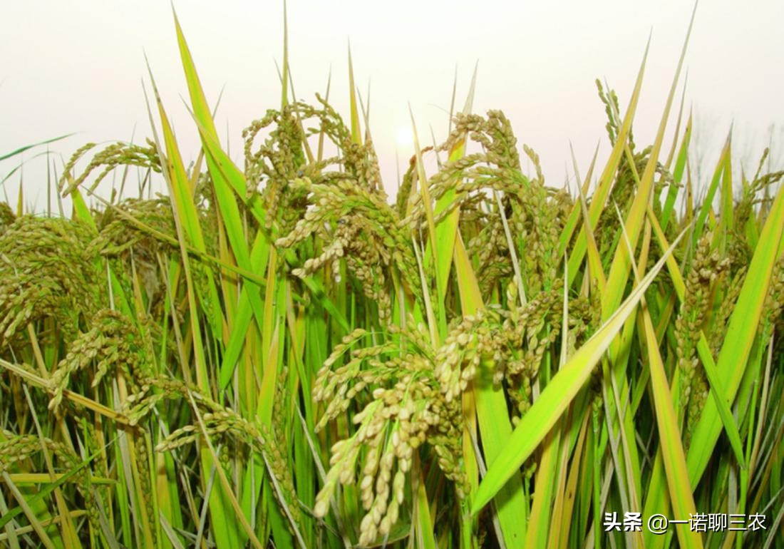 水稻种植时期水量管理,水稻大棚温度管理