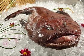 再也没见过比它更丑的鱼了，却让日本关西*欲人**罢不能，你吃过吗?