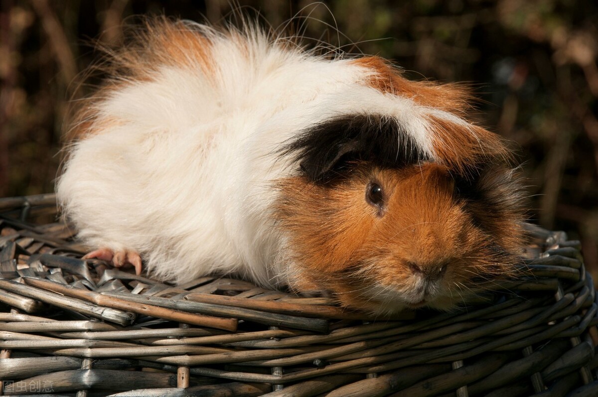 荷兰猪拉稀长什么样子,荷兰猪拉稀的屎是什么状况