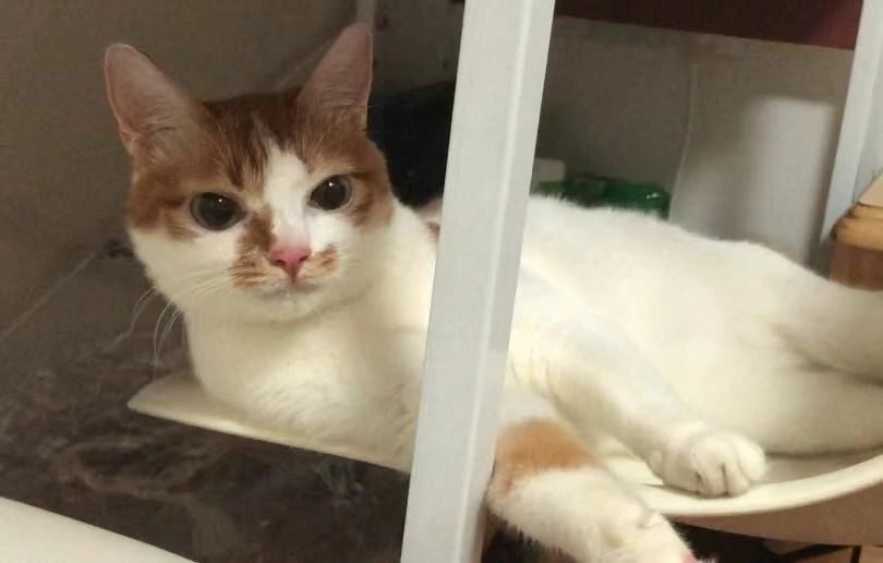 猫咪可以缓解焦虑抑郁吗,猫也会焦虑型依恋吗