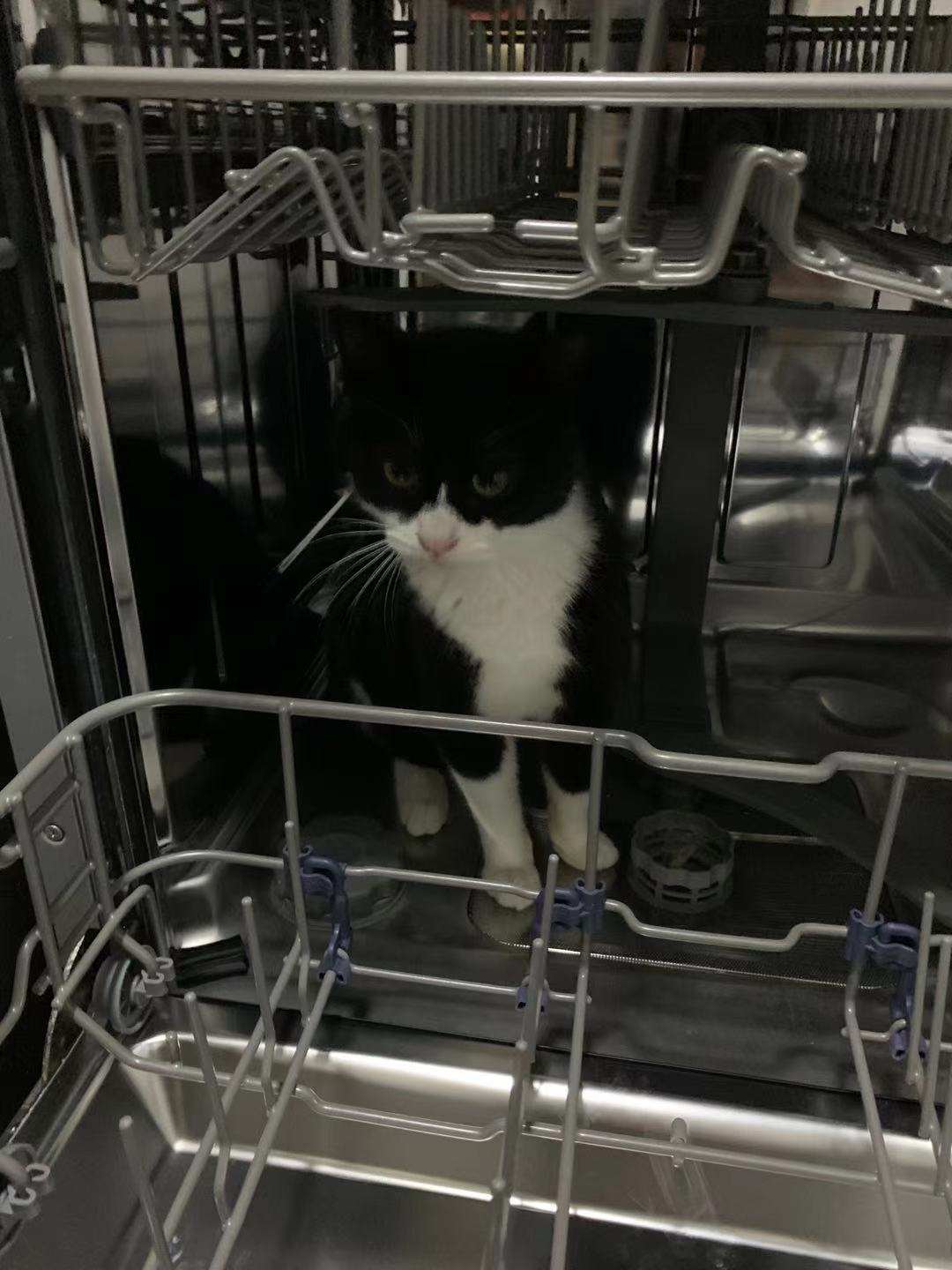 嘉蓝全阶段猫粮,嘉蓝猫粮评价