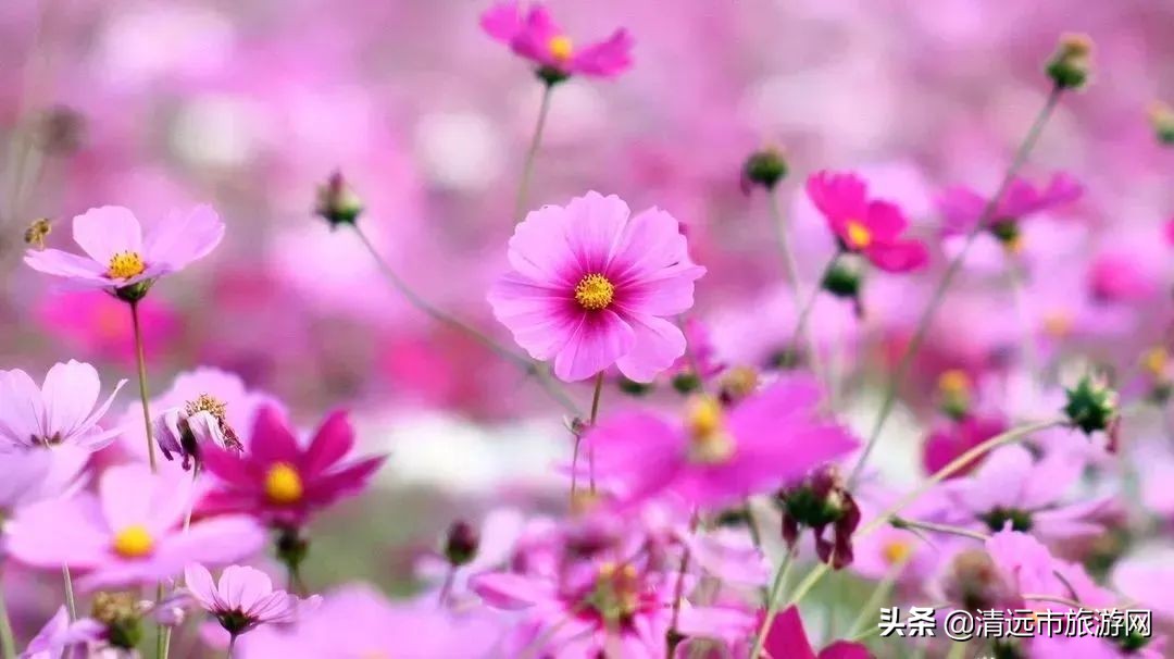 美景就在家门口下句是,美景就在家门外