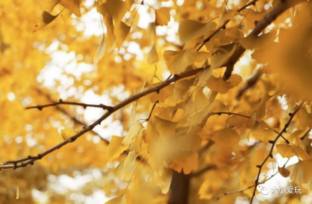 北京红螺寺银杏最佳观赏时间,北京赏银杏景区有哪些