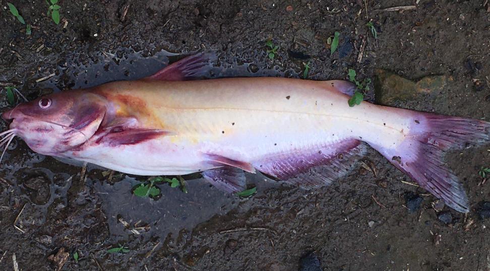 鱼类细菌性出血病几小时病变,鱼细菌性出血用什么药