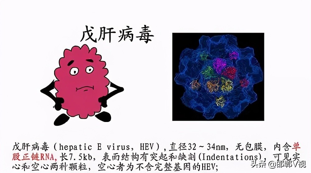 戊肝的症状和危害到底有多大,戊肝对肝的损害有多大