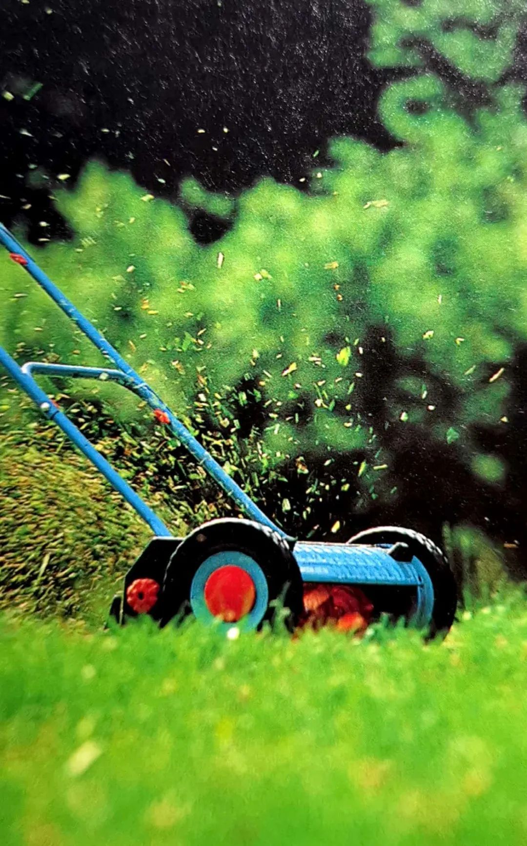 精心饲养的花草,精心呵护花草的收获和感受