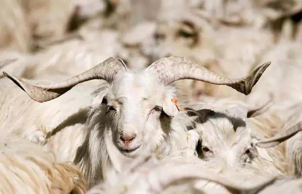 中长款羊毛大衣100%羊毛双面的,一件羊毛大衣需要多少布料