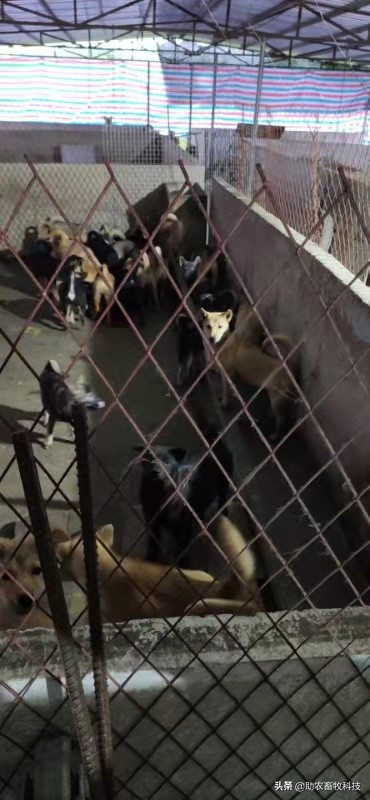 豆腐渣发酵饲养肉狗效果,发酵豆渣喂狗配方