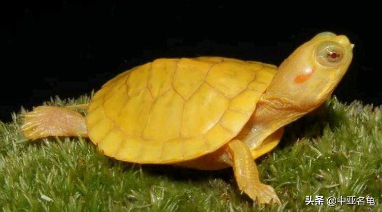 新手养龟快速入门教程,石金钱龟冬天怎么养新手必看