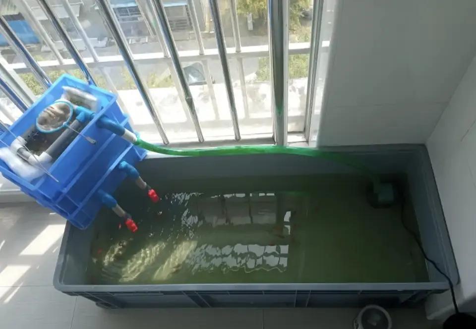 周转箱过滤和鱼缸搭配,自制鱼缸周转箱过滤