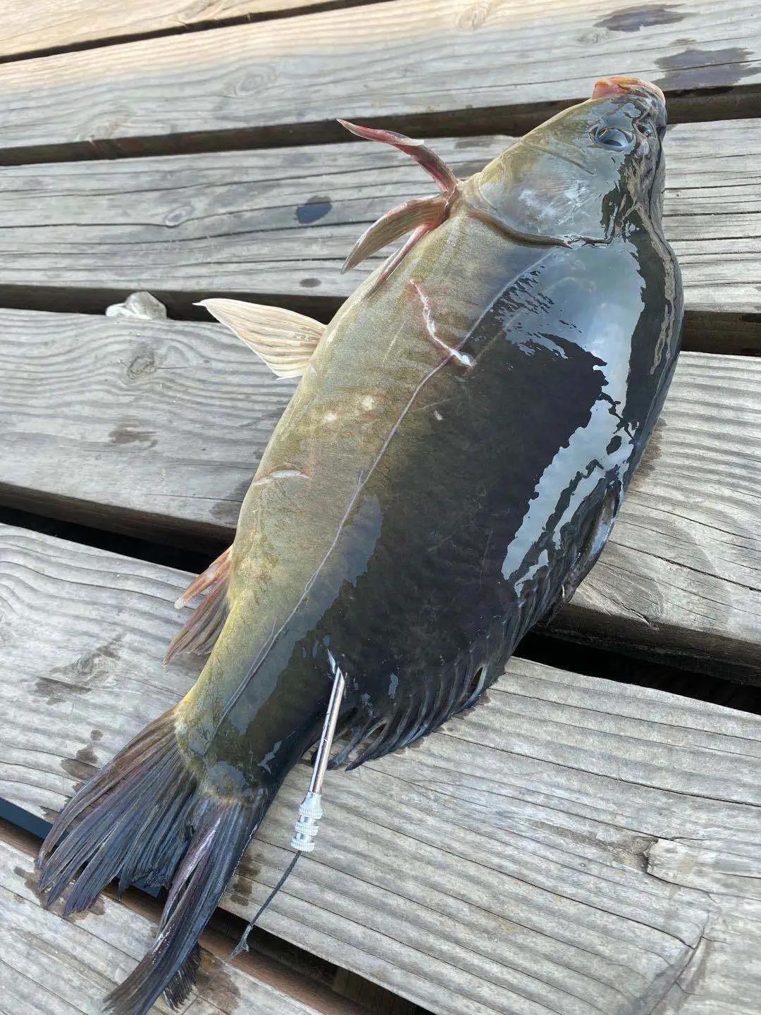 大连一艘渔船捕获的怪鱼,大连杏树屯一条渔船捕捞一条怪鱼