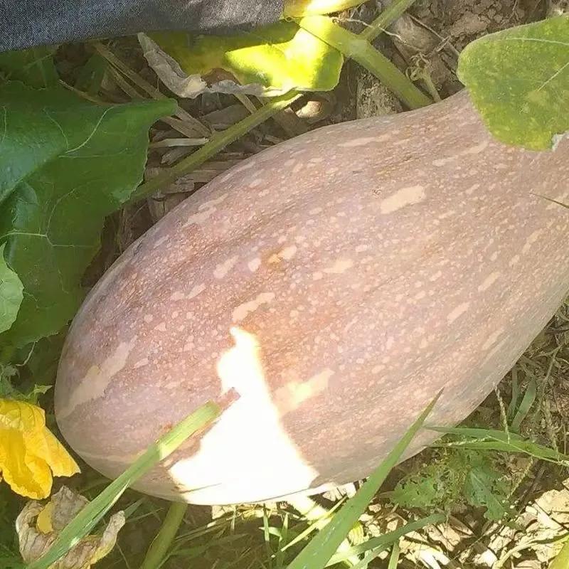 丝瓜黄瓜苦瓜哪种爬藤最茂盛,黄瓜南瓜丝瓜的花多半都不会结果