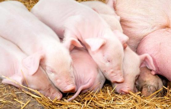 母猪下崽三天就开始死是什么原因,母猪产仔下来就死了是怎么回事
