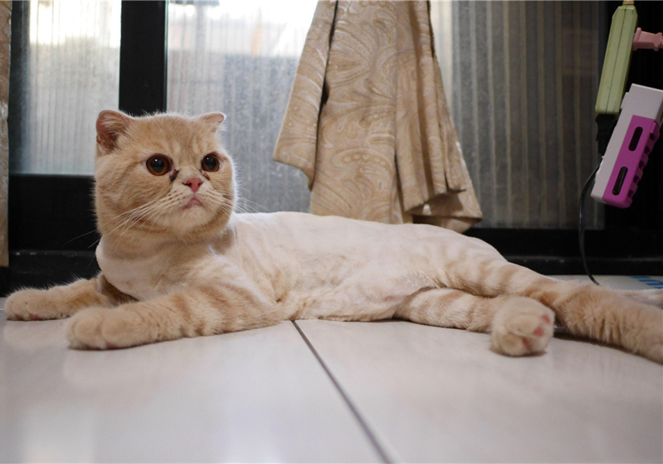 猫咪双眼皮手术真的有用吗,猫咪眼睑内翻的症状与治疗方法图