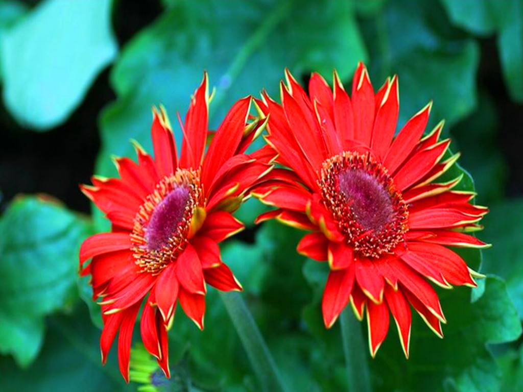 非洲菊烂根.红蜘蛛等病虫害，能治，但最好从预防抓起