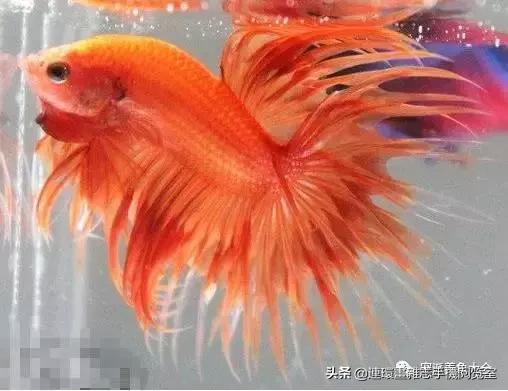 宠物鱼推荐小型的鱼,哪种宠物鱼最可爱