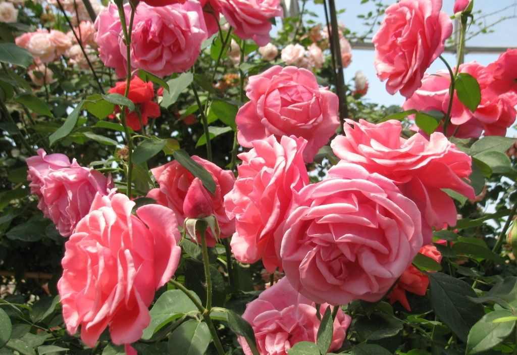 养月季花怎么打理,养月季花妙招