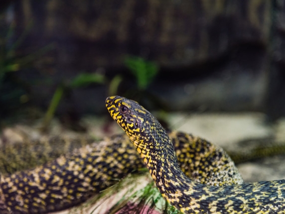 多次梦到蛇,总是梦到蛇现实也见蛇