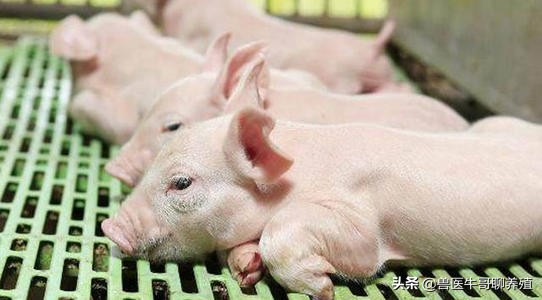 小猪出生第二天就拉稀脱水死亡,出生5天的小猪仔拉稀喘怎么治疗