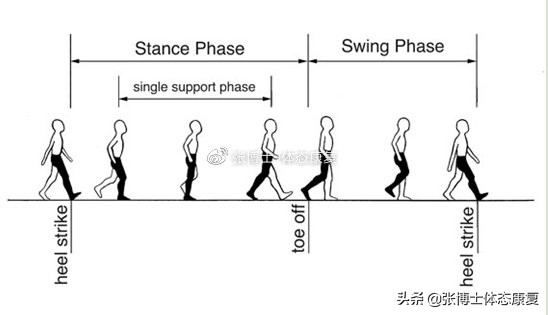 「译文分享」人体侧向子系统与单腿运动的稳定性